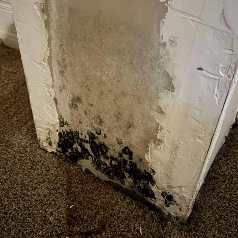 Professional Mold Removal in Redwater, TX